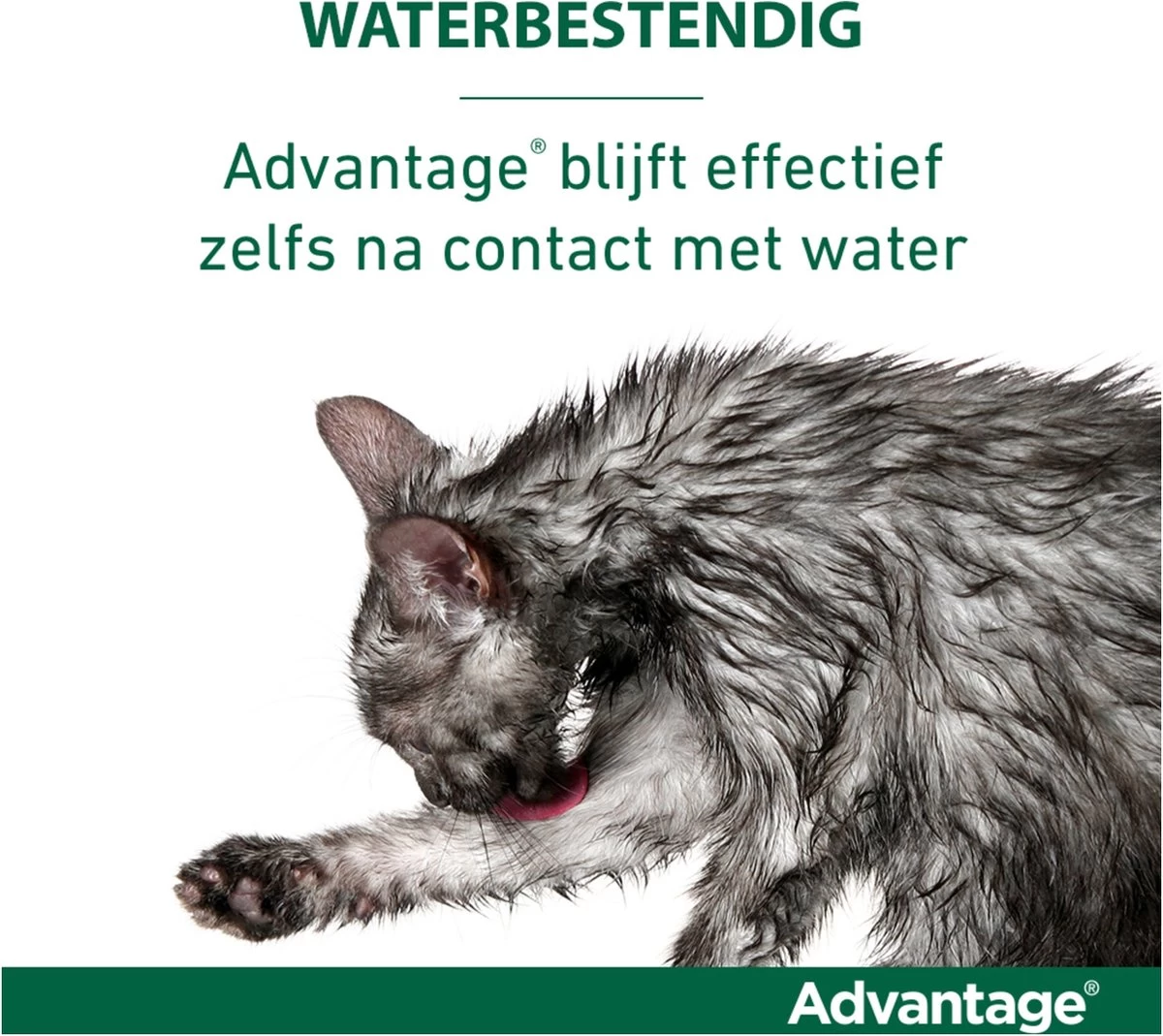 Bayer Anti Vlooienmiddel Advantage 80 > 4 Kg - 4 X 0,8 Ml - Afbeelding 13