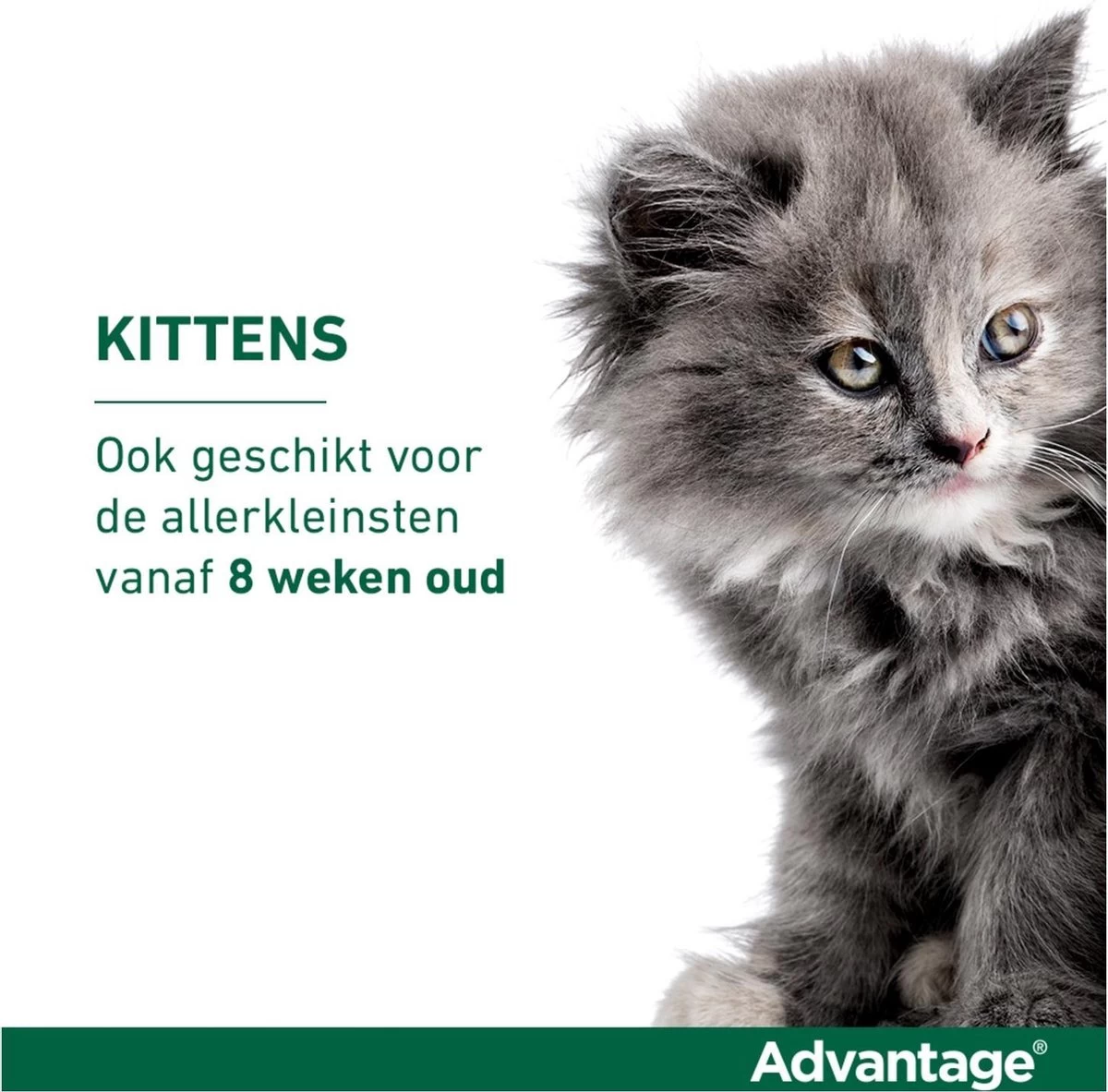 Bayer Anti Vlooienmiddel Advantage 80 > 4 Kg - 4 X 0,8 Ml - Afbeelding 11