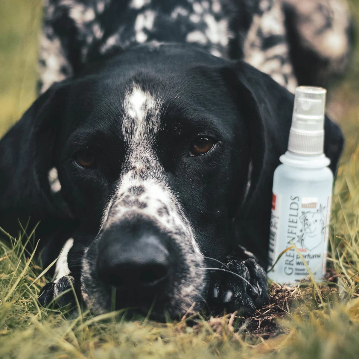 Hondenparfum Spray In 4 Geuren - Greenfields - Alchoholvrije En PH Neutrale Formule Tegen Onaangename Geurtjes - 50ml - Wild - Afbeelding 10