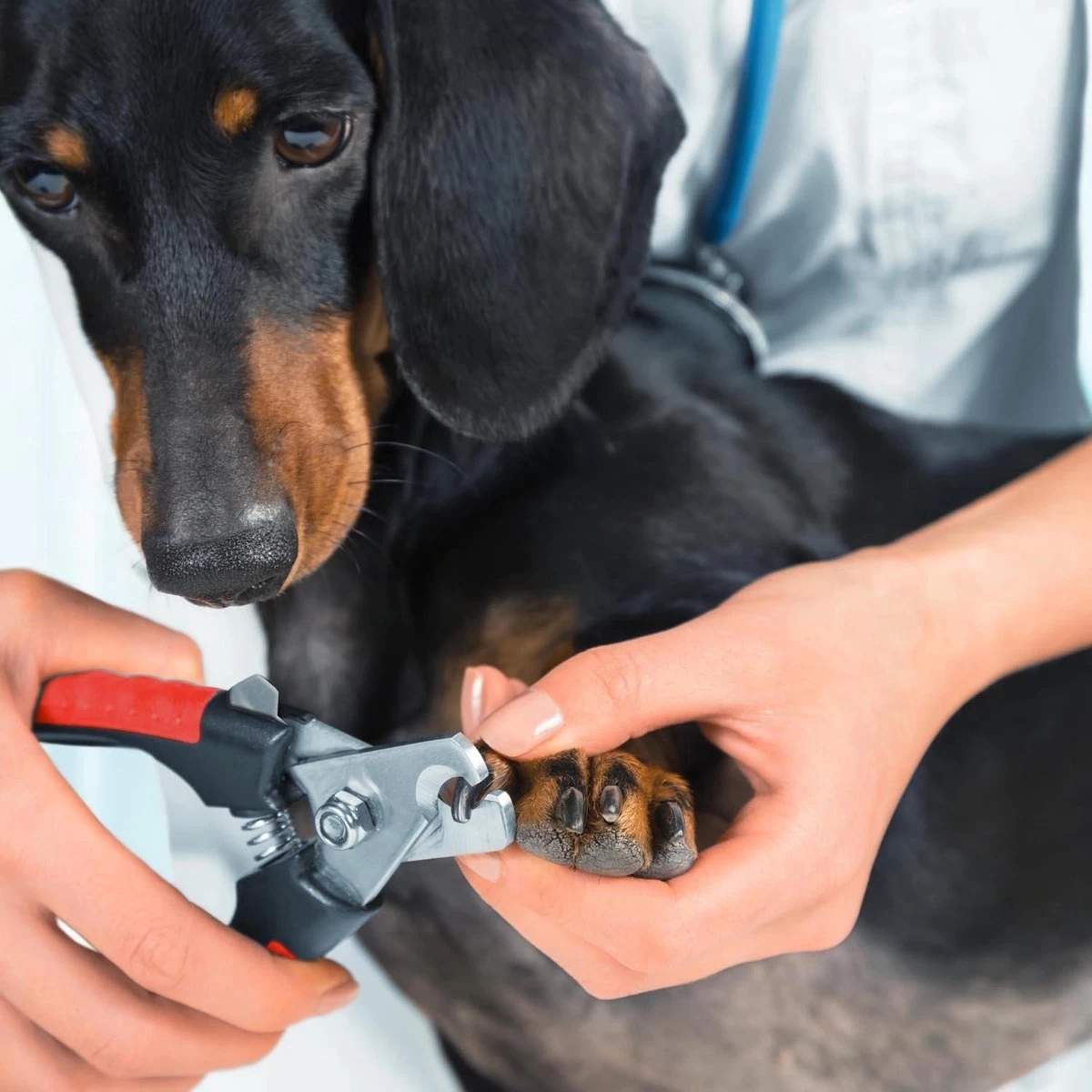 Merkloos Nagelschaar - Nagelschaartje - Nagelknipper - Geschikt Voor Hond Kat Konijn Cavia Vogel - 12 CM - Afbeelding 4