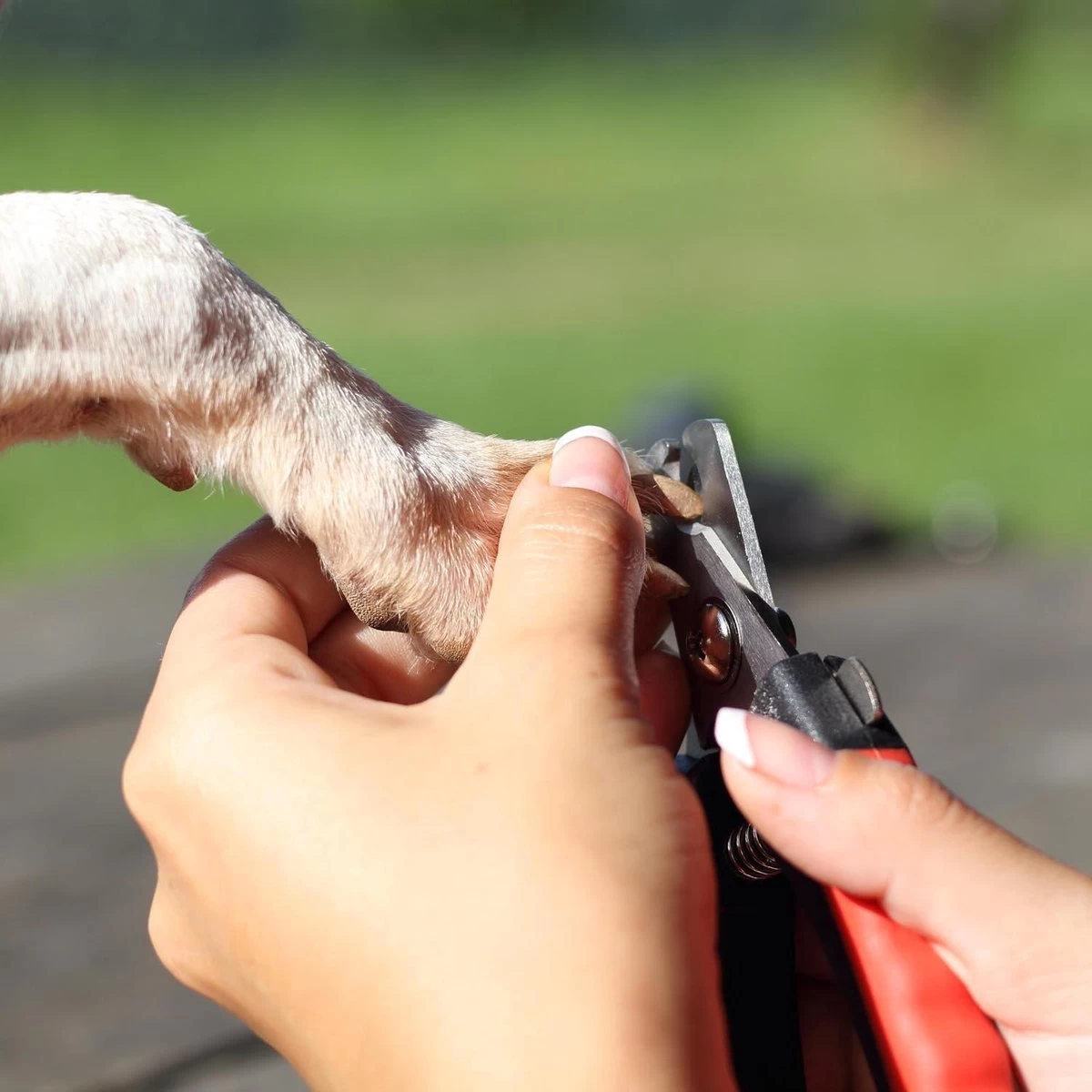 Merkloos Nagelschaar - Nagelschaartje - Nagelknipper - Geschikt Voor Hond Kat Konijn Cavia Vogel - 12 CM - Afbeelding 5