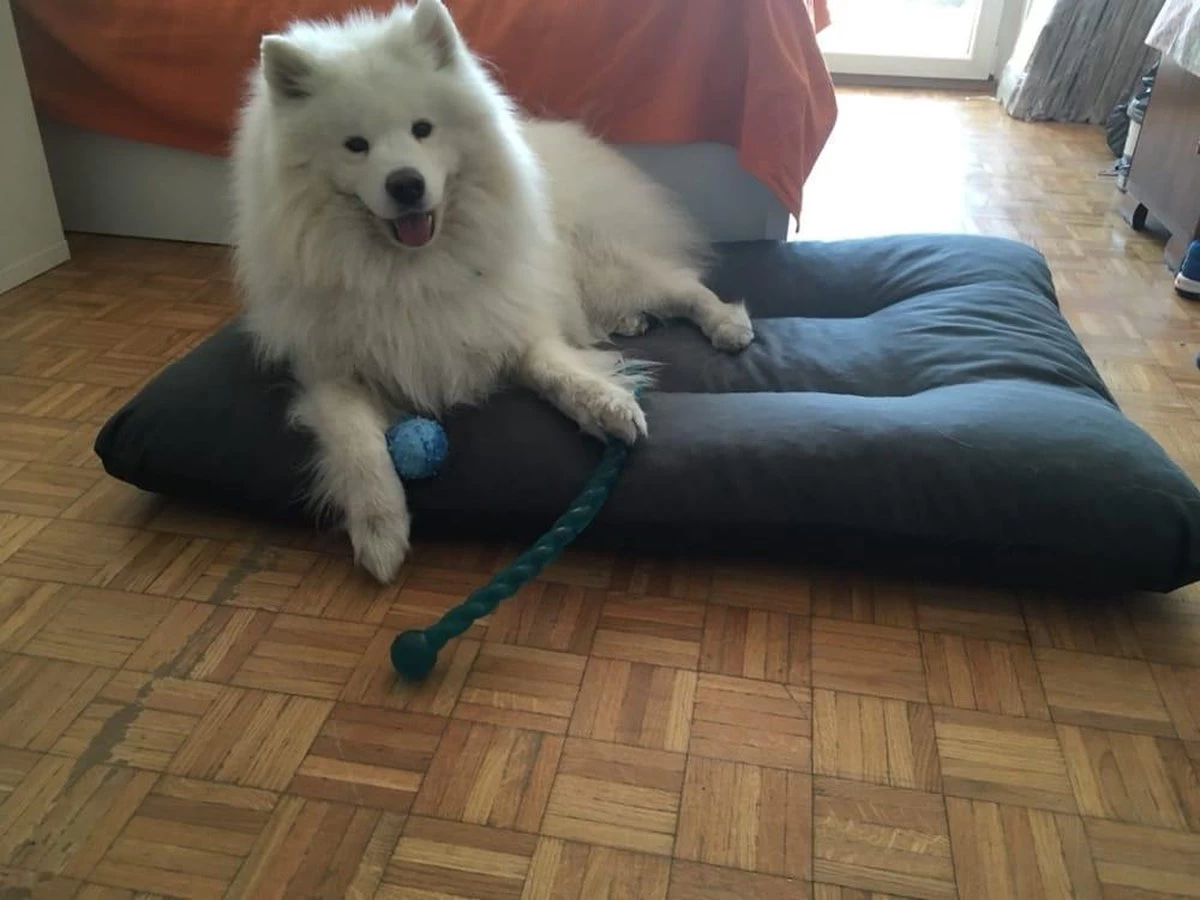 Hondenkussen XL - Donkergrijs - 60 X 90 X 12 - Afbeelding 7