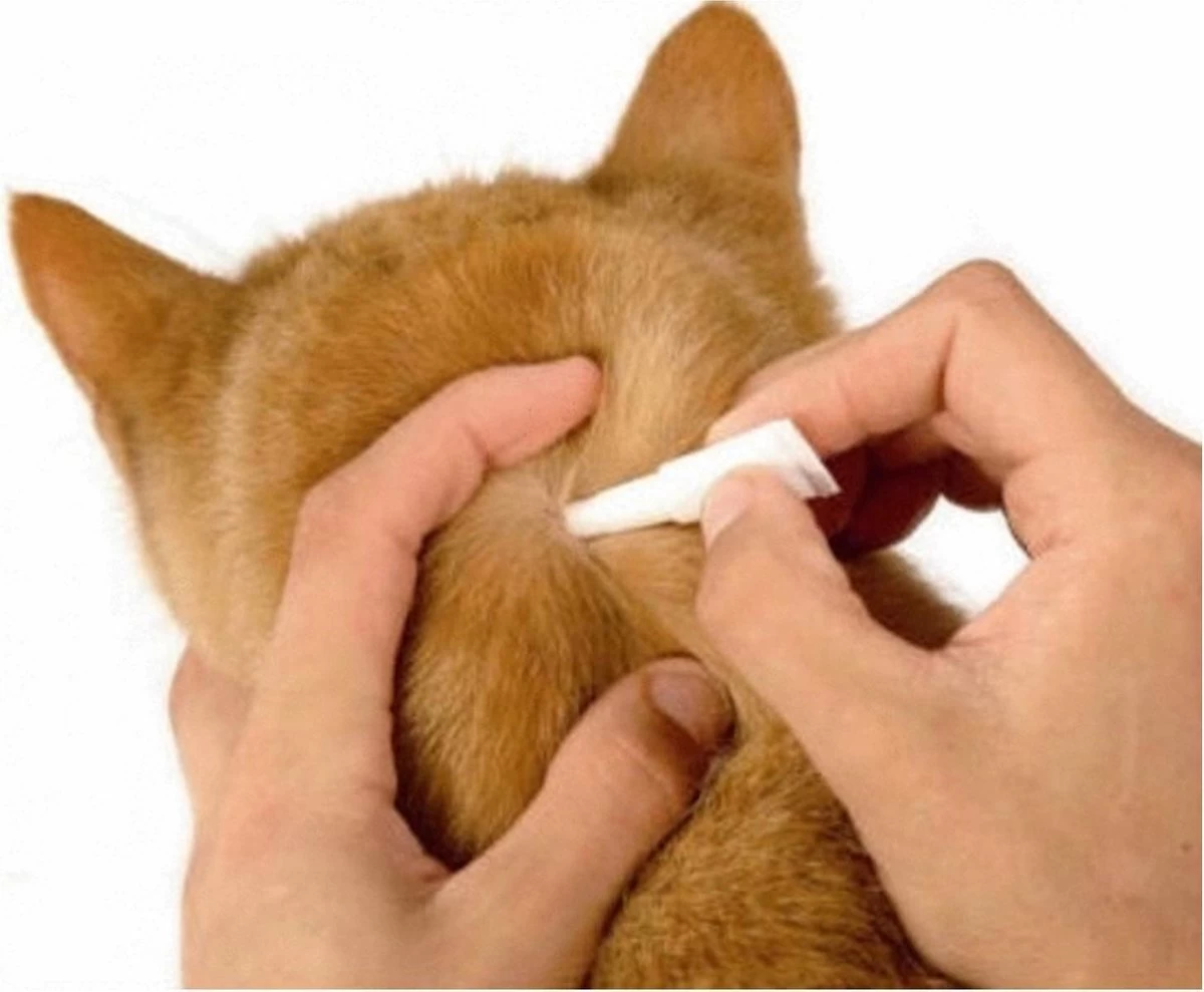 Frontline Kat/fret Combo Spot On - Afbeelding 7